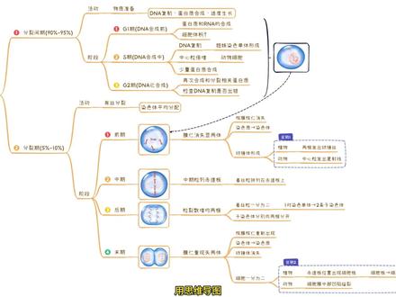 有丝分裂详细过程梳理(基础篇) 有丝分裂系列视频分为基础篇、识图篇、曲线篇,均在本周内发布,请蹲后续#高中生物 #思维导图 #有丝分裂 #学霸秘籍 #高考