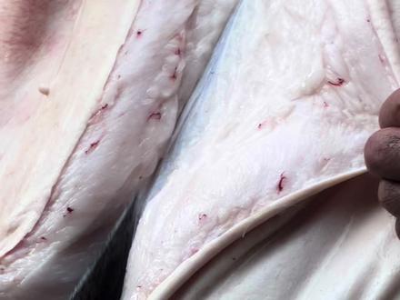 看师傅解刨猪肉真的太解压了 每个步骤都拿捏死死的 太解压了吧 #杀猪现场 #分割猪肉技巧 #分割猪肉 #杀年猪 #正宗土猪肉