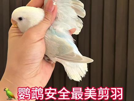鹦鹉安全最美剪飞羽#牡丹鹦鹉 #新手养宠 #手养鸟日常 #鹦鹉剪羽 #鹦鹉剪飞羽
新人小白合适收藏哦!