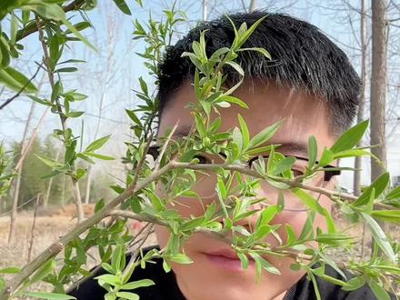 柳树叶可是个大宝贝#春天的味道 #春天到了 #田园生活