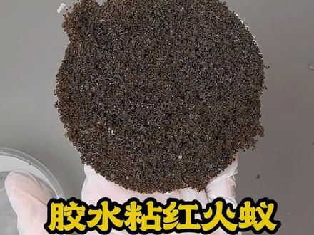 502胶水粘红火蚁 #红火蚁#猎奇#实验#伙伴创作者计划