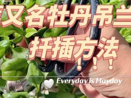 穿心莲又名牡丹吊兰,叶片碧绿,观赏性高,扦插方法非常的简单! #阳台种植 #爱生活爱养花 #阳台花园 #花卉绿植 #一花一草一世界 #养花人的乐趣 #我的花花草草🌸🌸 #阳台养花 #养花 #养花小知识