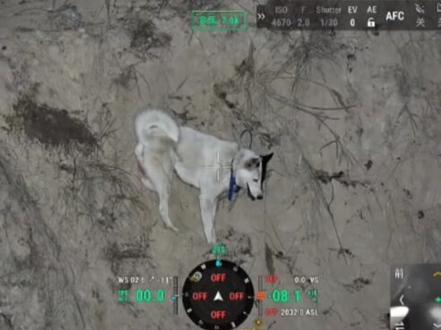 杰克受伤上不来了又急又疼直叫,宝宝缝合伤口疼得哇哇哭 #西北刀客杰克 #西北刀客护农队 #西北刀客公益护农