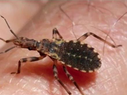 危险,见到这种虫子千万别碰!#健康 #医学科普 @抖音小助手