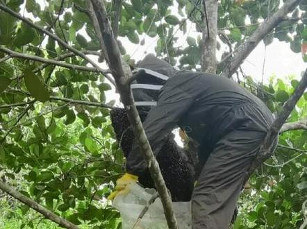 #养蜂人 #农村养蜂人 #蜜蜂养殖技术分享 大排蜂人为养殖,初级探索,喜欢的老铁记得关注,我会持续更新。跟大家一起分享养殖经验。#排蜂人为养殖技术研究