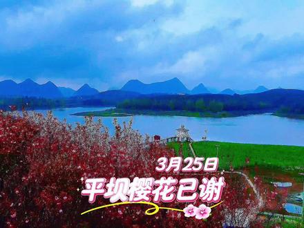 跨年自驾旅行【433集】平坝樱花已谢顶,想看最美景色再等一年
平坝樱花园,最初是监狱改造犯人的地方,现在是世界规模最大的樱花基地,被《国家地理》和BBC誉为“蓝色星球最美樱花园之一”。位于贵州省贵安新区平坝农场,占地2.4万余亩,种植近70万株名贵樱花,从2002年开始规模化种植樱花,经过二十年的精心培育,如今已成为全球最大的连片樱花种植基地。早樱洁白如雪,晚樱粉红如霞。樱花沿红枫湖畔铺展,与碧绿湖水、青翠茶园交织成春日限定调色盘,高空俯瞰如巨幅粉色地毯铺展于喀斯特峰丛之间。据介绍花期要到4月中旬,我们25日看到的景象是尚有几个花瓣挂在枝头。所以,想看到平坝樱花最美时一定要赶在盛花期,错过就在再等一年,期待我们下次再来平坝时能看到她的最美景色。
#2025跨年自驾旅行 #平坝樱花 #赏花季