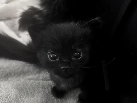 煤球来袭
#黑猫 #审猫积累
ib@绝对