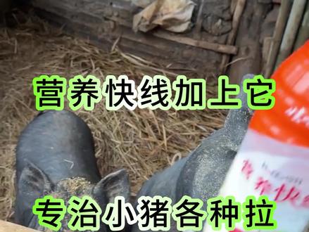 营养快线加上它,专治小猪各种拉#养猪人加油干 #养猪知识分享