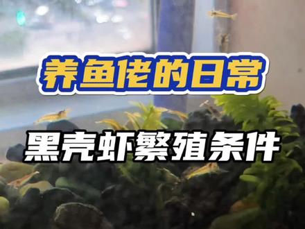 我的黑壳虾轻轻松松爆缸,你为什么不行,我来告诉你怎么回事,进来学学吧!#黑壳虾 #黑壳虾繁殖 #观赏虾 #黑壳虾饲养 #养鱼日记