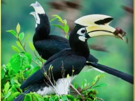 这是被大家都称之为一吻定情中生的爱情鸟 #冠斑犀鸟 #动物世界