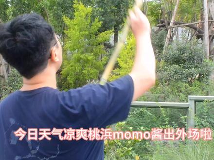 6.28桃浜momo酱出外场了啦,实属难得一见越来越白皙、漂亮… #大熊猫桃浜 #熊猫基地看熊猫 #国宝不愧是国宝 #来这吸熊猫 #可爱到爆炸💥