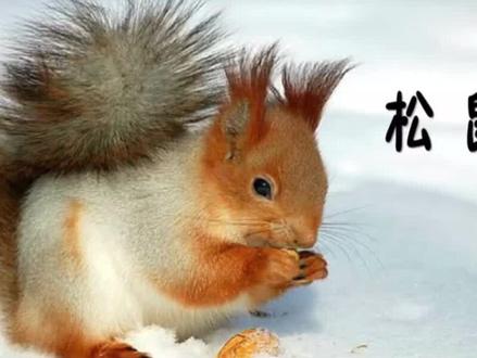 看动漫学课文五年级语文(上册)第十七课《松鼠》#松鼠 #小学语文 #教材全解 #课文动画 #小艺阅读 @DOU+小助手