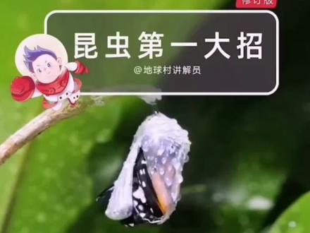 昆虫的成长日记#昆虫世界 #人与自然和谐共处 #科普一下 #昆虫