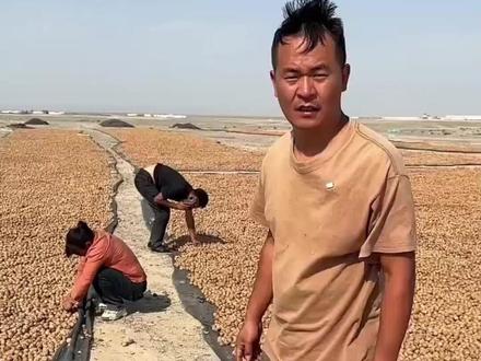 #纸皮核桃#新疆薄皮核桃