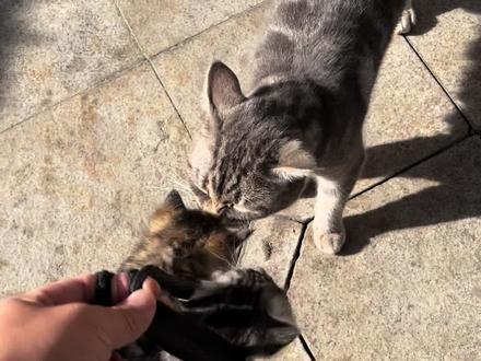 泪目了🥹超越物种的母爱太感人了 #流浪猫 #收养流浪猫 #猫妈妈与猫宝宝 #母爱 #感人