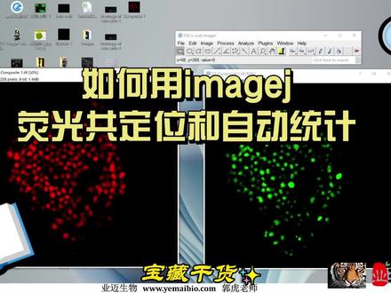 如何用imagej进行应该共定位和自动统计