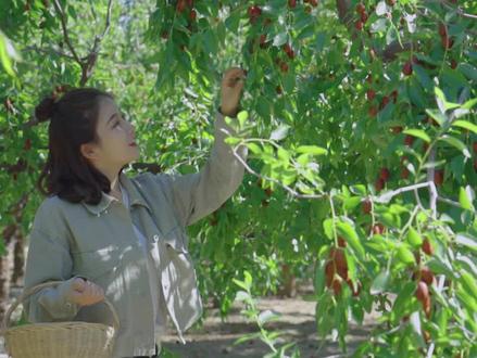 九月的乐陵,枣红似海,金丝小枣甜蜜如斯。 #好客山东乐享六好 @抖音小助手