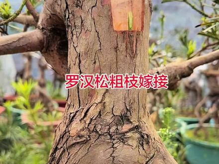 罗汉松嫁接#罗汉松嫁接 #罗汉松嫁接技术 #嫁接 #嫁接技术 #嫁接教程
