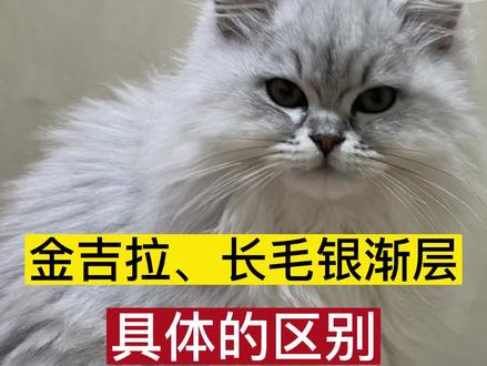 猫咪鉴定,长毛银渐层。现在买到的金吉拉大多数都是广义的说法。#鉴定猫咪 #猫咪鉴定 #猫咪 #银渐层 #英短 @抖音小助手