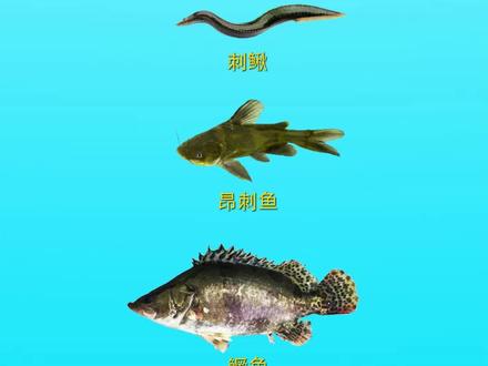 刺鳅、昂刺(黄辣丁)、鳜鱼的刺有毒,被刺了有多疼,钓鱼人要小心这三种鱼!
#钓鱼人 #钓鱼人就是这么疯狂 #钓鱼人请路过
