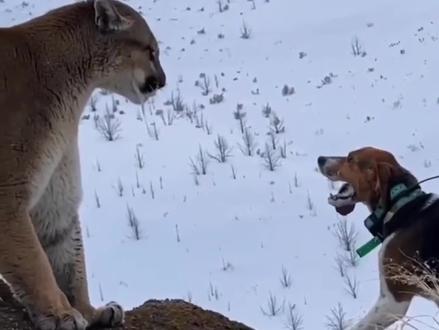 多少条狗才是美洲狮的对手?#美洲狮VS狗