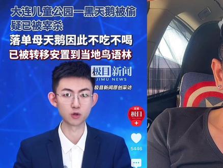 大连一公园一只黑天鹅被偷被宰杀吃了,网友:这嘴真欠 #新闻