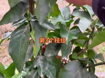 柑橘一边倒树形!
#对话柑橘 #果树管理 #三农 #柑橘修剪