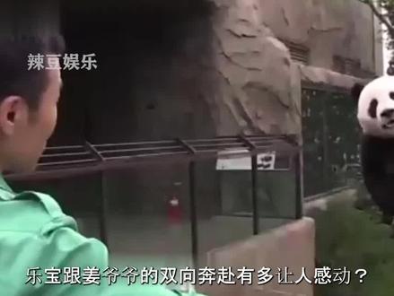 姜爷爷跟乐宝初相识:财阀女婿激情表演3分钟,荣华富贵一辈子!#乐宝 #姜爷爷 #娱乐 #熊猫 #国宝