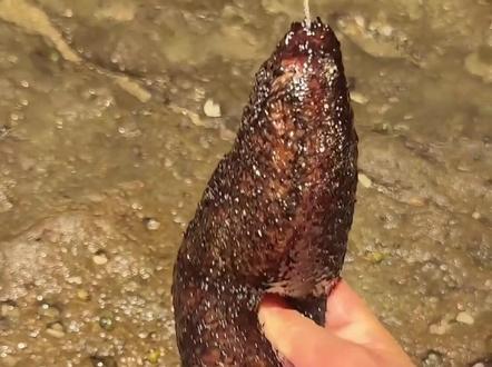 赶海101 #赶海 #大自然的馈赠 #户外赶海抓海鲜 #海洋生物 #赶海生活