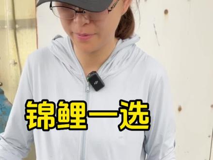 锦鲤为什么贵?看看锦鲤淘汰率有多高?这是锦鲤一选。#养出中国好锦鲤 #锦鲤 #锦鲤一选 #锦鲤鱼 #自家产锦鲤