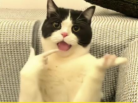 Ai宠物脆脆摇舞蹈制作教程来啦 Ai脆脆摇舞蹈脆脆摇ai模板入口免费一键制作入口 太好玩了,不要告诉我家猫咪 #脆脆摇 hot like me #脆脆摇猫咪ai合成 脆脆摇萌狗舞蹈 脆脆摇ai下载 #ai一键脆脆摇 #即梦ai ai脆脆摇玩法 #脆脆摇舞蹈ai 脆脆摇ai展示 脆脆摇舞蹈教学 动物ai跳舞 脆脆摇原版音乐 狗跳舞 猫跳舞 脆脆摇舞蹈挑战 脆脆摇ai创作 ai记者采访宠物 猫咪采访趣事 ai跳舞一键生成 脆脆摇舞蹈 脆脆摇舞蹈ai猫咪 脆脆摇舞蹈ai猫咪怎么剪 脆脆摇舞蹈ai特效教程 脆脆摇舞蹈ai换脸 脆脆摇舞蹈挑战 脆脆摇舞蹈挑战熊大 脆脆摇舞蹈挑战高燃版 脆脆摇舞蹈挑战手势舞 ai舞蹈 hotlikeme手势舞 hotlikeme手势舞ai hotlikeme手势舞ai猫 hotlikeme手势舞ai猫特效 hotlikeme手势舞搞笑 hotlikeme手势舞配什么手势舞 hot like me手势舞素材