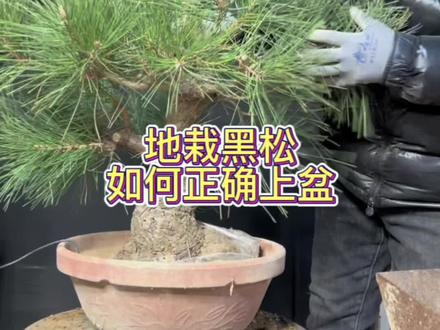 新手入门级干货分享#黑松 #黑松盆景造型 #喜欢的联系盆主