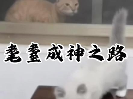 一个先苦后甜的视频
#耄耋