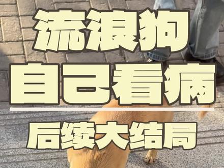 别再问流浪狗的后续了,大结局来啦,以后它就是我们的常驻嘉宾了#萌宠出道计划 #科学养宠攻略 #流浪狗