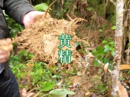 #我的乡村生活 #大自然的馈赠 #三农 被称仙人余粮,古代仙家必服的养生佳品,25年的黄精,大家一定要认识