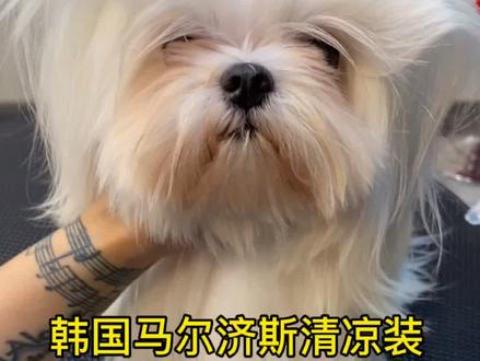 #宠物美容#家有萌宠 #马尔济斯 #我要上热门 @抖音小助手 马尔清凉装➕扇形嘴别忘了交作业噢