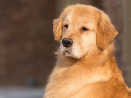 别说母金毛不好看😂可能是你没见过这么好看的赛级母犬#金毛 #谁说女子不如男 @抖音小助手