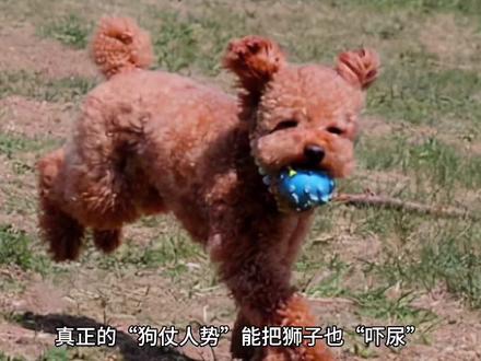 现实版的“狗仗人势”吓尿狮子