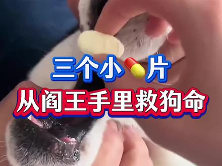 三个小要片竟然可以从阎王手里救狗命!这些养狗常识一定要了解! #养狗小知识 #萌宠出道计划 #科学养宠攻略 #新手养狗 #狗狗是人类最好的朋友