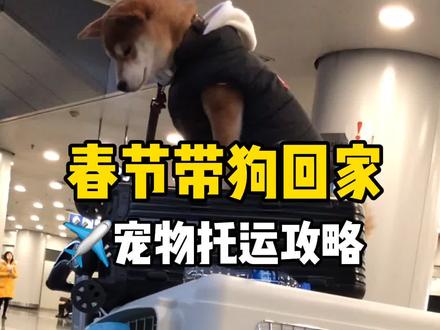 #春运 过年宠物航空托运 #dou出新知 #DOU上热门 @DOU+小助手