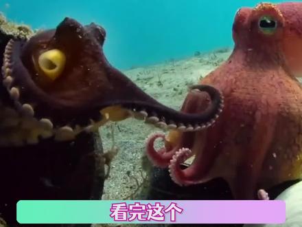 宝宝!没想到有一天会被章鱼的感情打动!#章鱼 #可爱 #人机