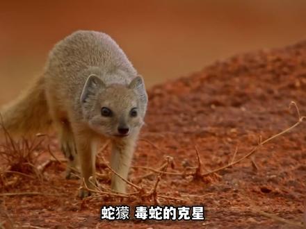 毒蛇克星,一生挚爱吃辣条#蛇獴vs眼镜蛇 #蛇獴vs黑曼巴 #蛇獴