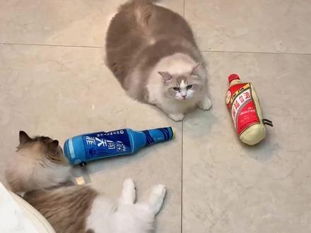 板猫趴,一种常见的猫咪形态#猫咪迷惑行为