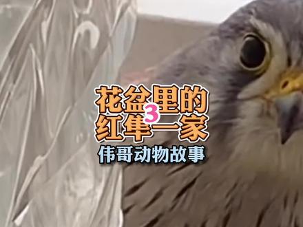 第三年红隼夫妇再次如约而至,它们还记得张阿姨吗?#万物皆有灵性 #萌宠 #治愈 #神奇动物在抖音