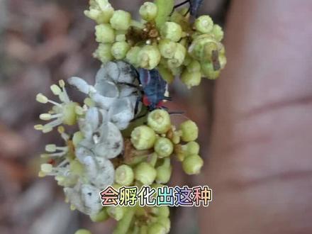 带你认识荔枝蝽象,一般三月份是交配的高峰期,下果园最好准备一瓶矿泉水,以防它腹部的毒液喷到眼睛时及时冲洗一下