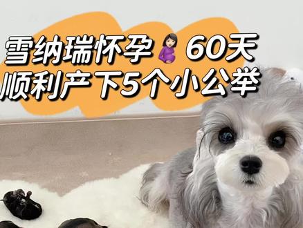 浅椒盐雪纳瑞怀孕60天顺利产下5个小公举🎉#雪纳瑞 #浅椒盐雪纳瑞 #雪纳瑞生宝宝 #雪纳瑞日常 #小体雪纳瑞 #狗狗怀孕 #狗狗生产 #vlog萌宠日常 @抖音小助手 #我要上热门