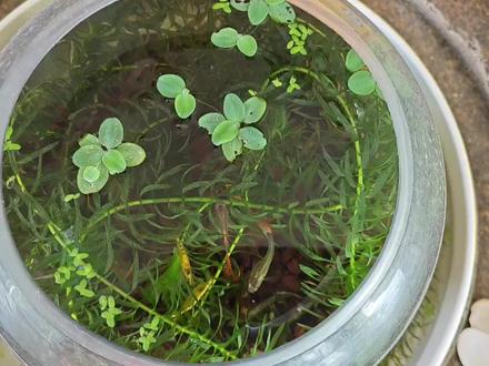 鱼虾混养,鱼会不会吃小虾?虾会不会吃小鱼?#养鱼日记 #养虾日记 #鱼虾混养