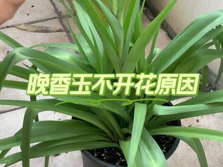 我的晚香玉出花箭了。如果你的晚香玉不开花,有可能是这两个原因。#养花人的乐趣 #种植的乐趣 #养护小知识 #晚香玉 #我的花花草草🌸🌸