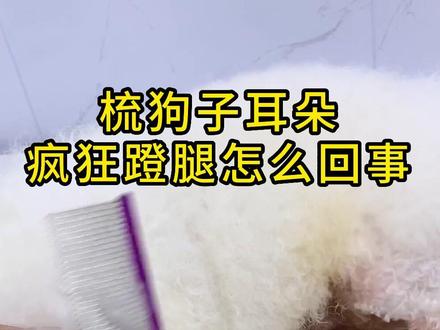 为什么梳狗子耳朵疯狂蹬腿怎么回事?#养狗经验分享 #狗狗 #狗耳朵 #宠物知识