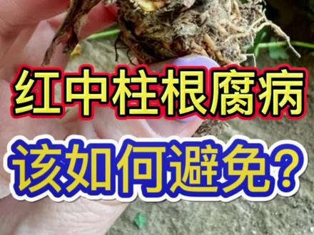 草莓红中柱根腐病该如何避免??#农业种植 #抖音助农 #草莓种植